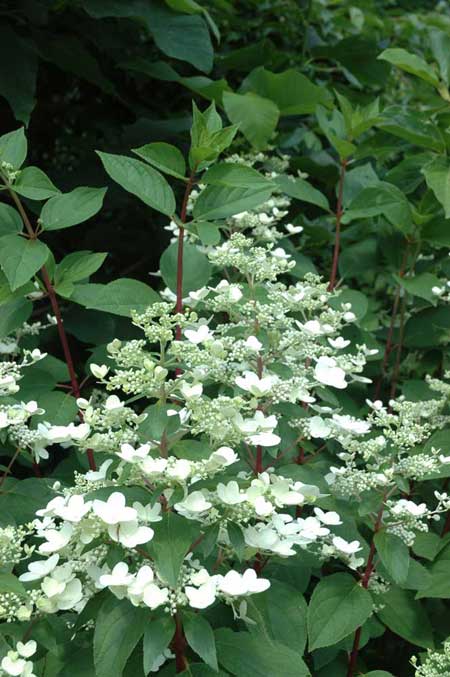 hydrangea-paniculata-wim-s-red4