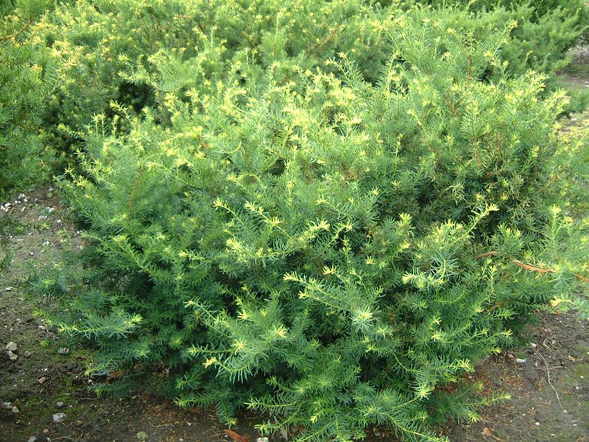 taxus-media-farmen-2 TAXUS media ´Farmen´