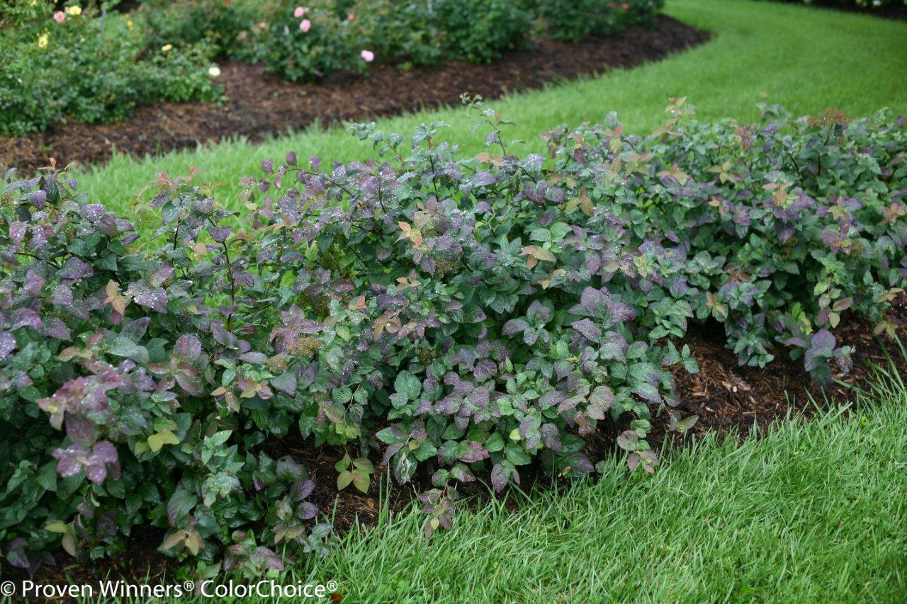 Spiraea-double_play_blue_kazoo-85bdaf2f78c148