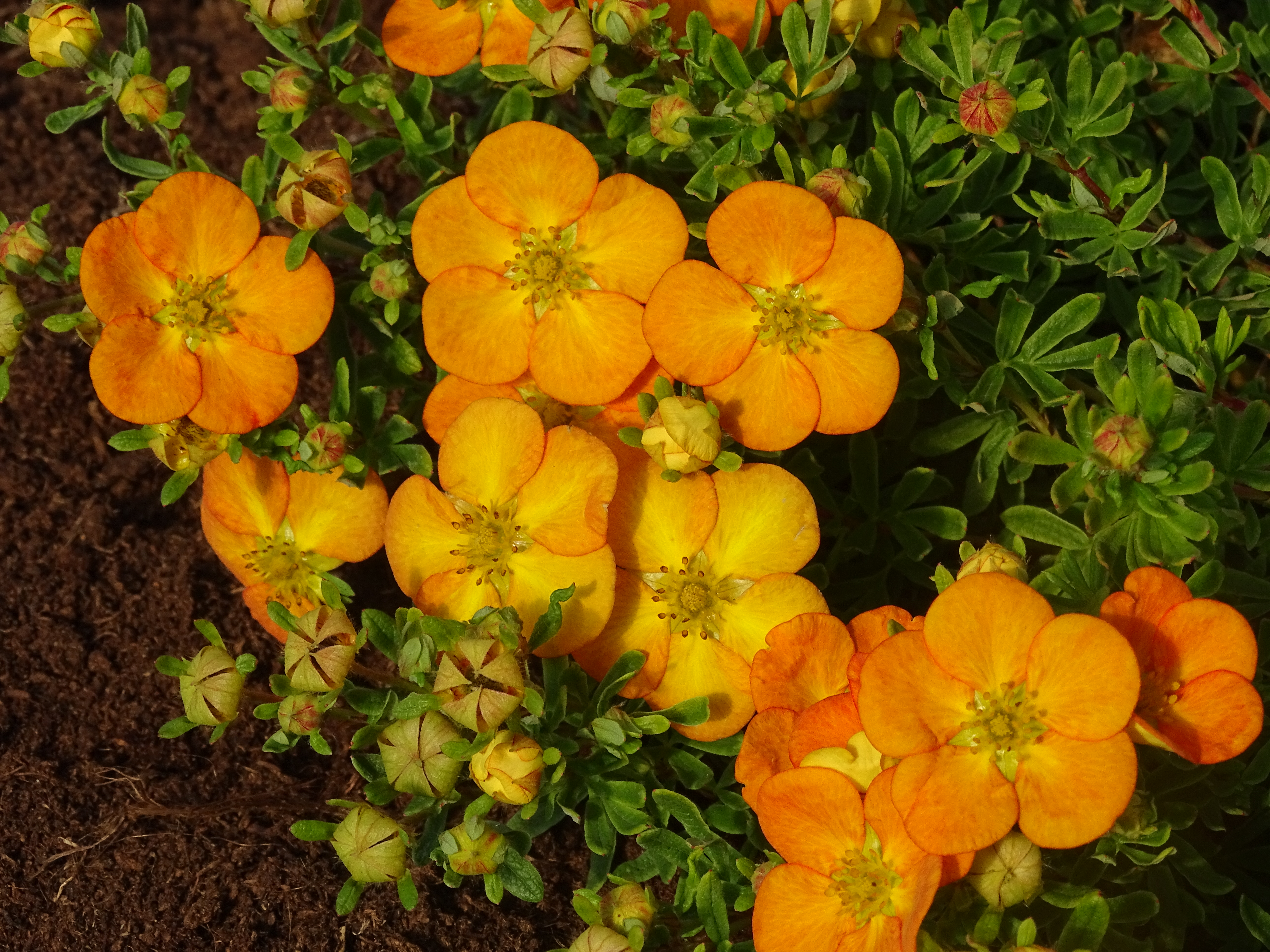 POTENTILLA fruticosa ´Bella Sol´ (´HACHDON´)Ⓢ
