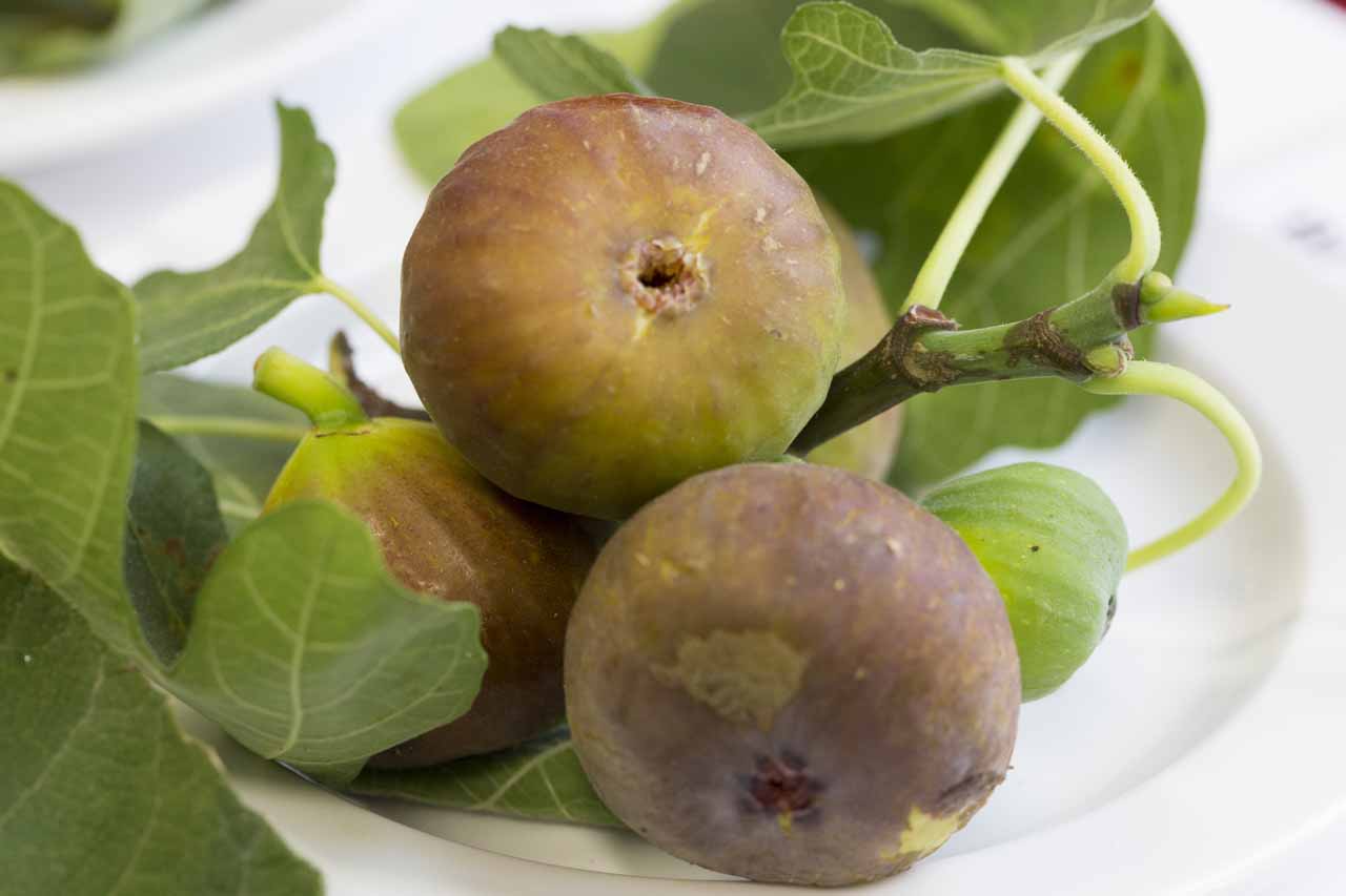 FICUS carica ´Brown Turkey´  (=´Bella Brunetta´)