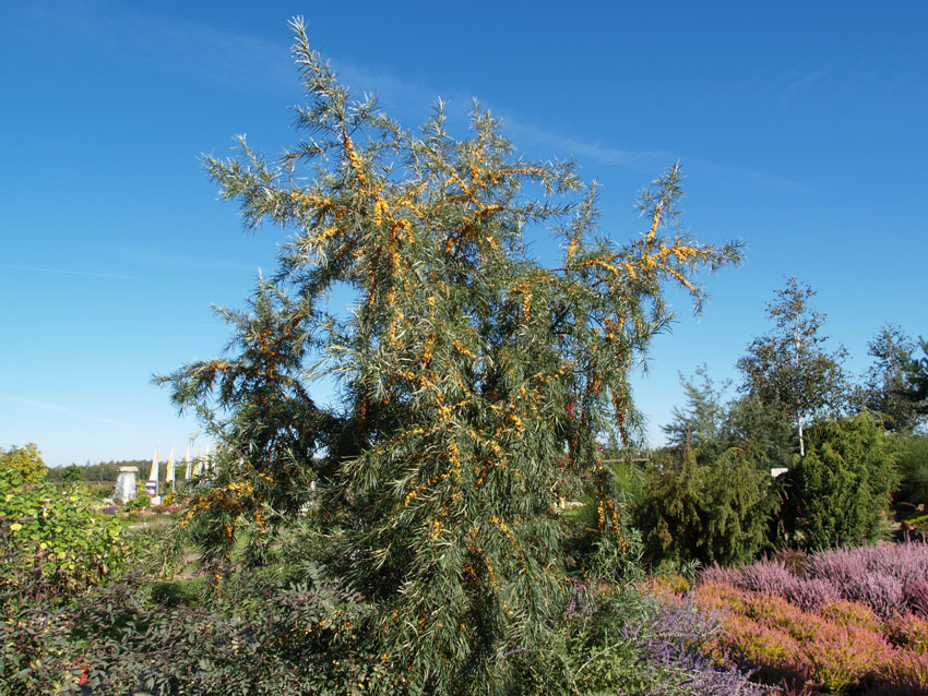 Sea Buckthorn 