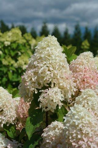 hydrangea-quick-fire-fab-6