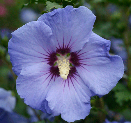 HIBISCUS syriacus ´SUP´Blue´® (´Minsyroi5´)Ⓢ