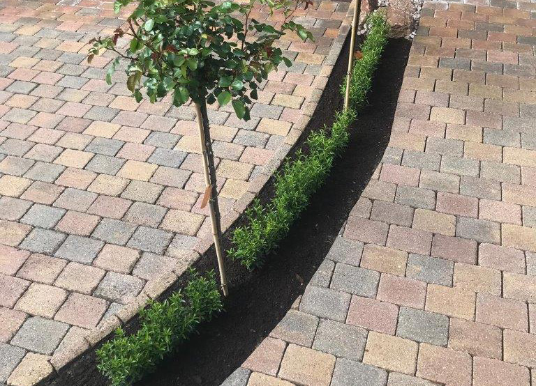 EUONYMUS-fortunei-Green-Empire-R-13