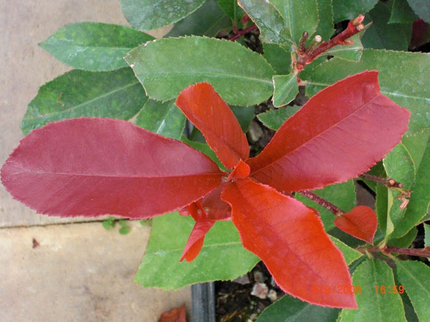 photinia-fraseri-red-select-2