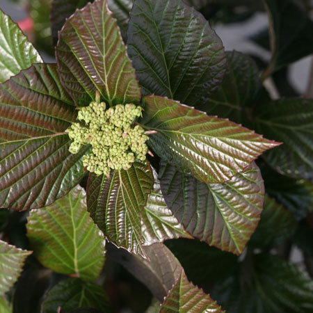 Viburnum-Shiny-Dancer3