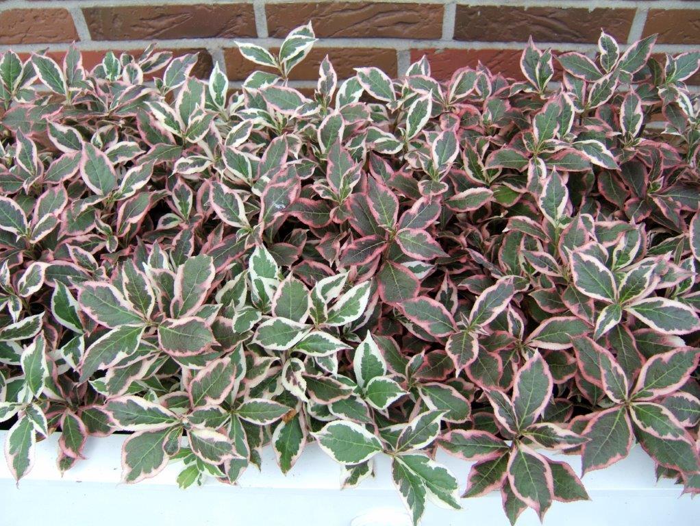 WEIGELA-florida-Monet-5