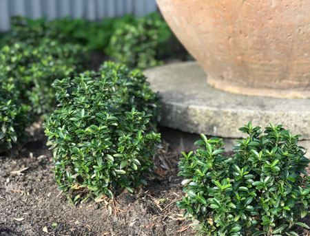 EUONYMUS-fortunei-Green-Empire-R-7-b