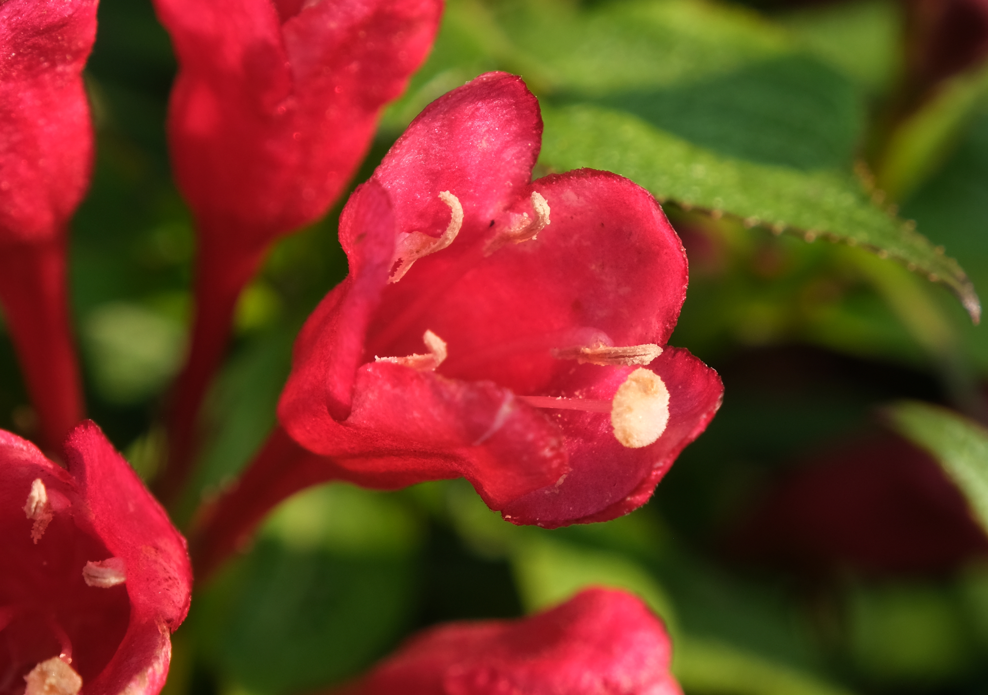 Weigela-Picobella-Rosso_Weigela-Picobella-Rosso-02