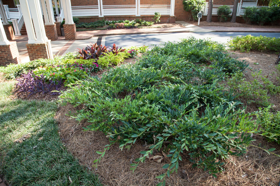 Distylium-First-Editions-Vintage-Jade-8