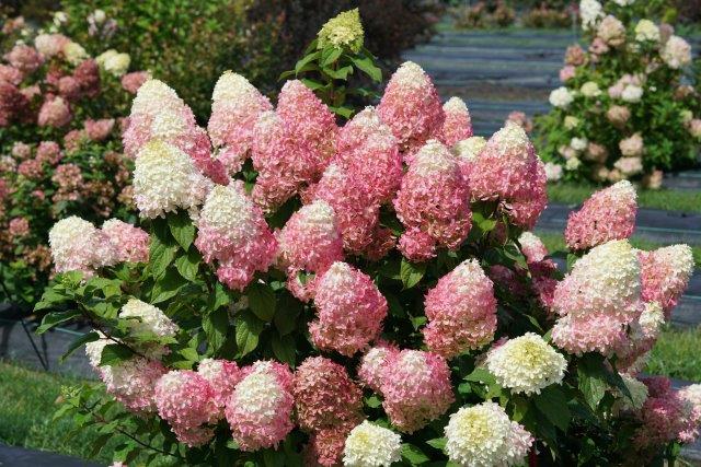 hydrangea-quick-fire-fab-9