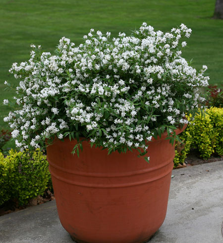 yuki_snowflake_deutzia-9482