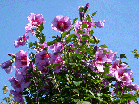 hibiscus-syriacus-purple-pillar-25639e65c0e5ec