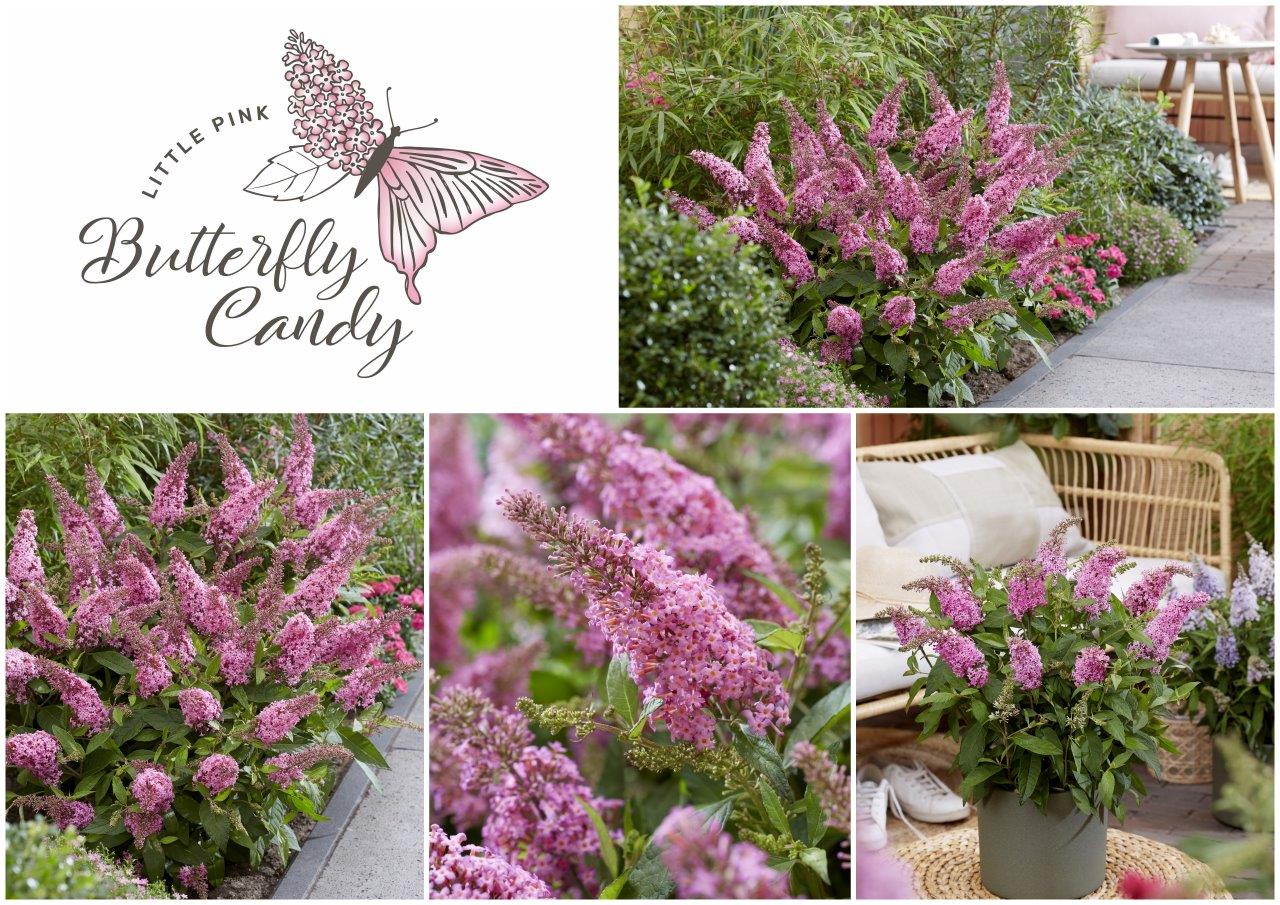 Buddleja-Butterfly-Candy-promotion_Buddleja-Butterfly-Candy-Little-Pink