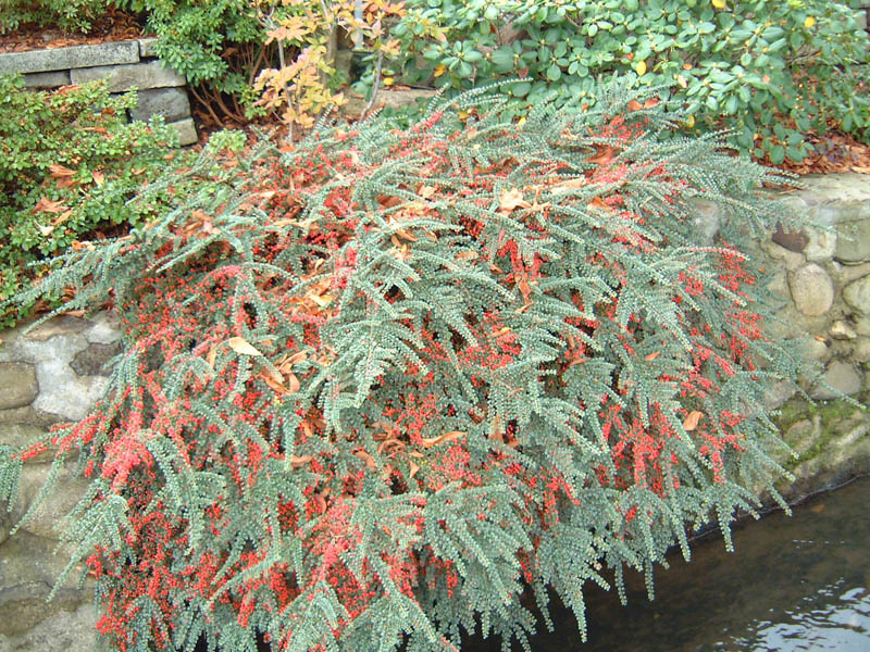 Herring Bone Cotoneaster