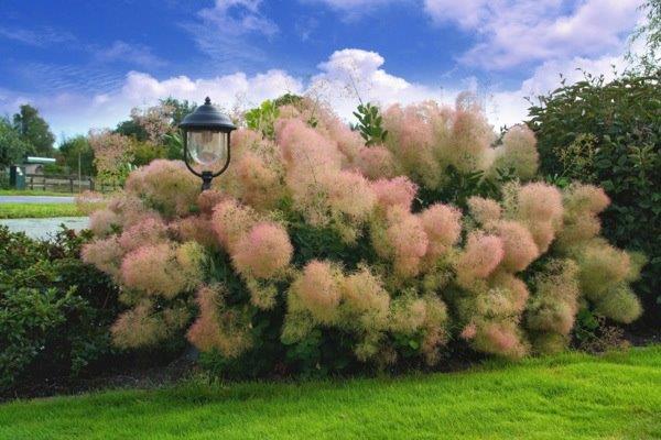 Cotinus-Young-Lady-2
