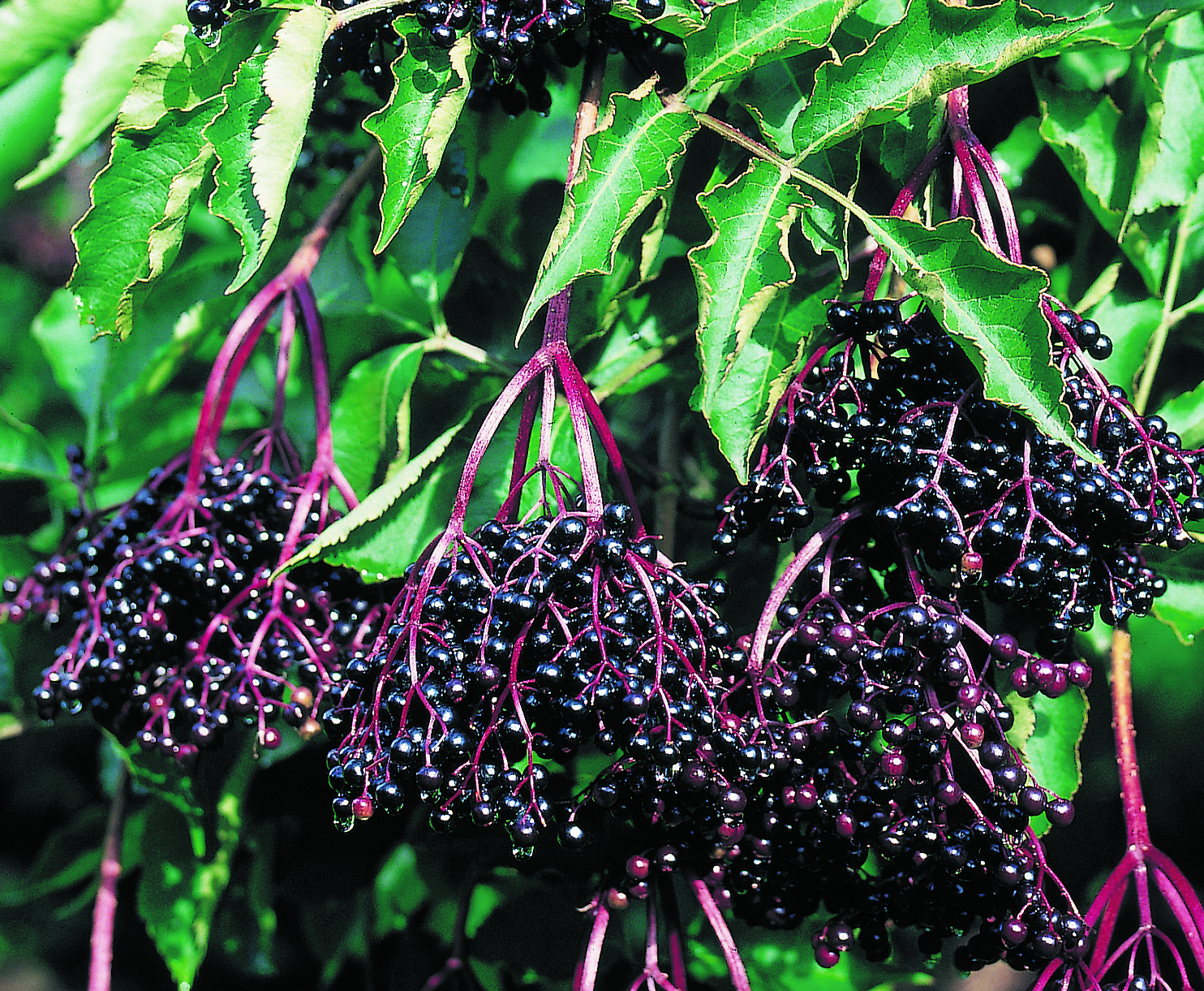 SAMBUCUS nigra ´Haschberg´