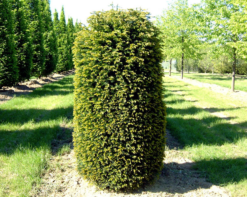 taxus-baccata-4
