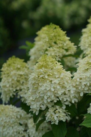 hydrangea-quick-fire-fab-3