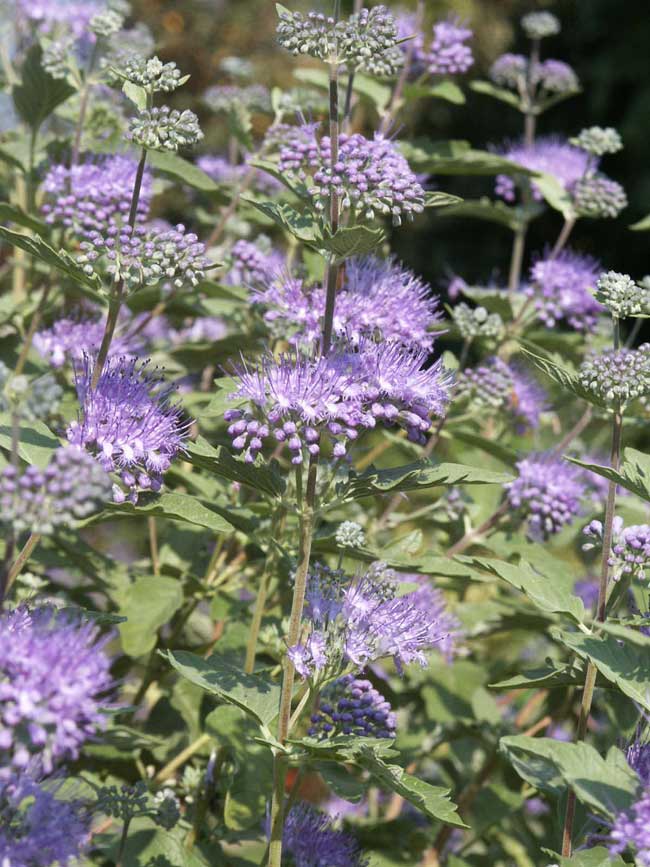 kew-blue-6