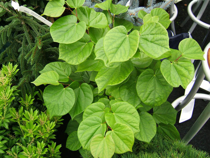 cercis-chinensis-avondale-4