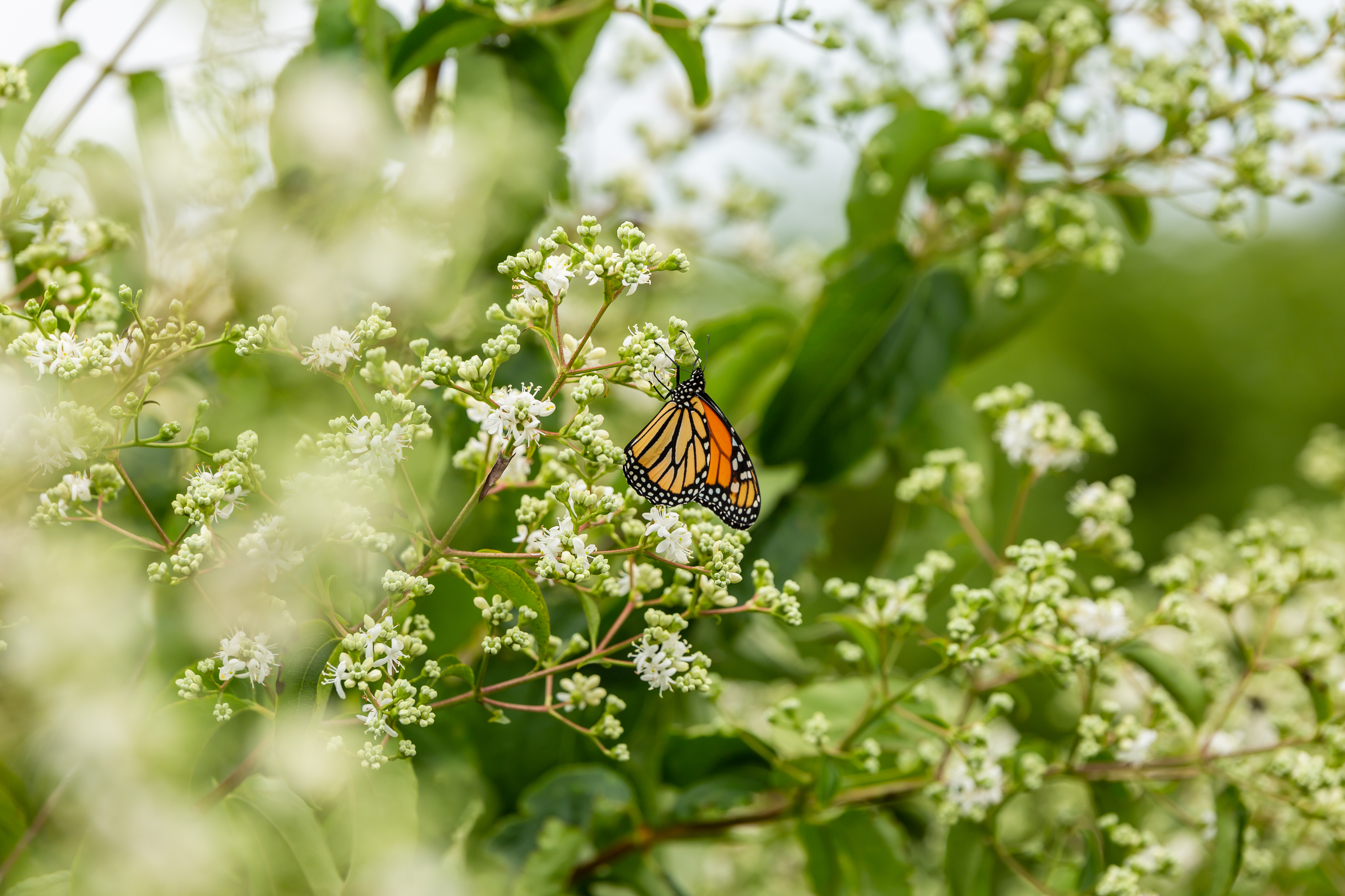 HEPTACODIUM miconioides ´Tianshan´® (´Minhep´)Ⓢ FE®