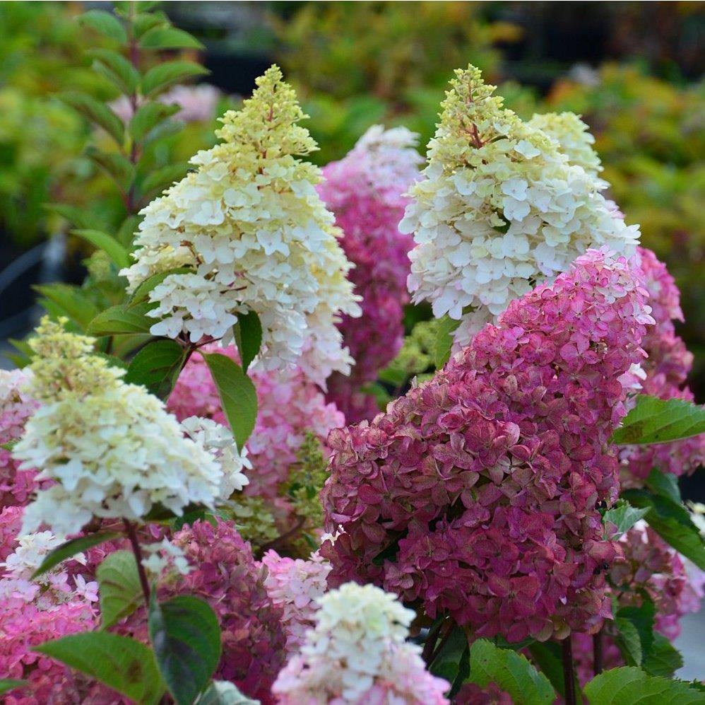 HYDRANGEA-paniculata-Fraise-Melba-9