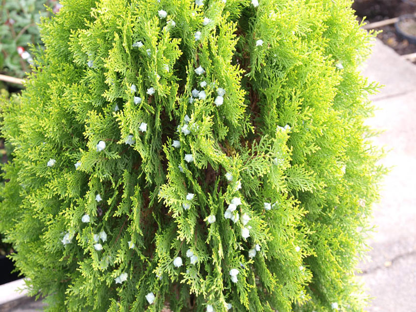 Chinese arborvitae 