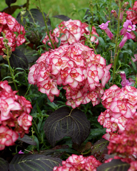 Hydrangea-Miss-Saori-01