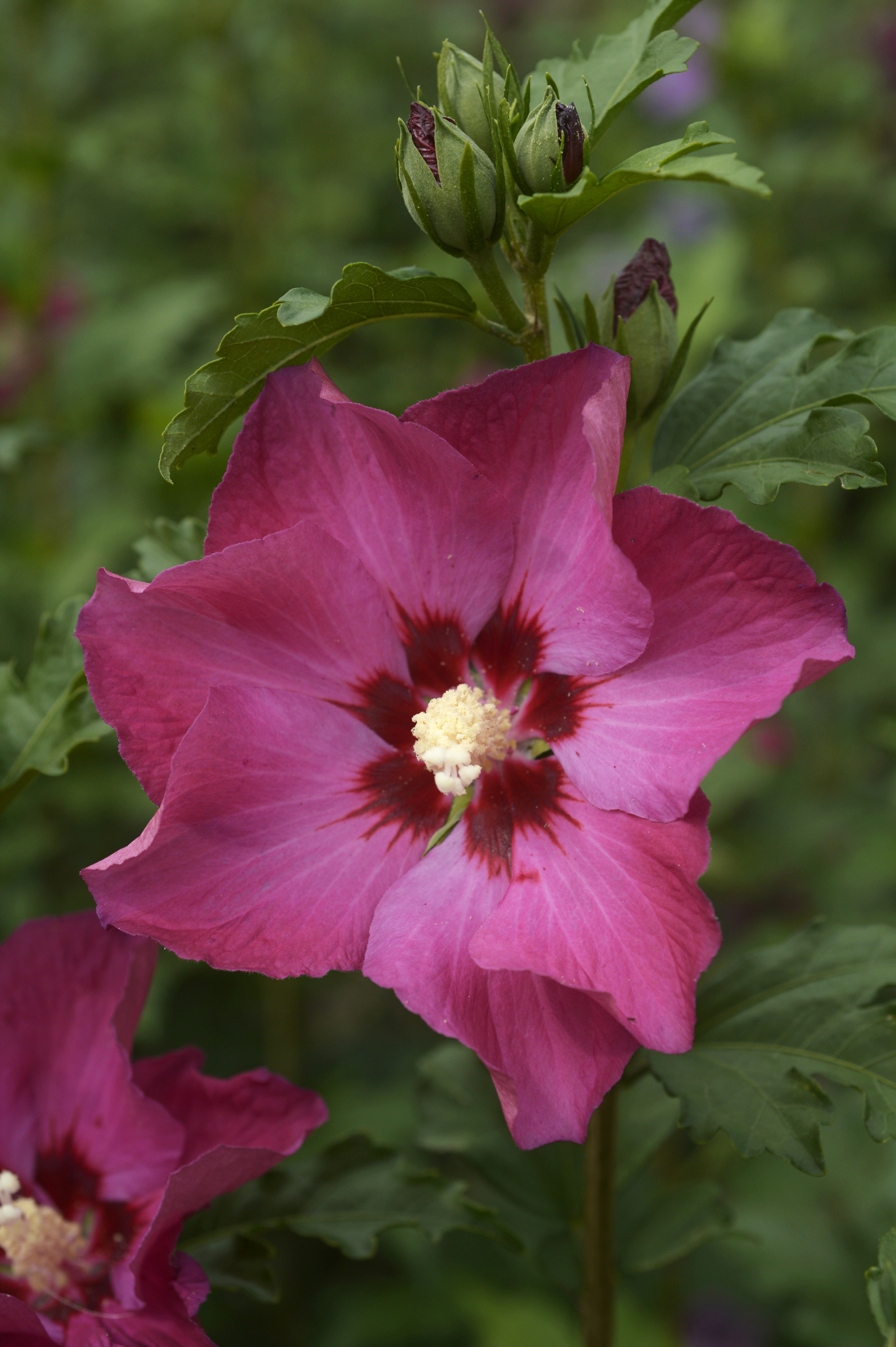 Hibiscus-syriacus-SUP-BRIDGE-R-Minsyrou17-cov-2-C-Hortival-DiffusionMX5bSyXkCS29H