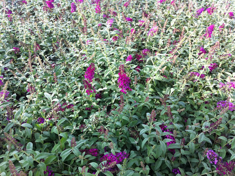 buddleja-red-chip-9