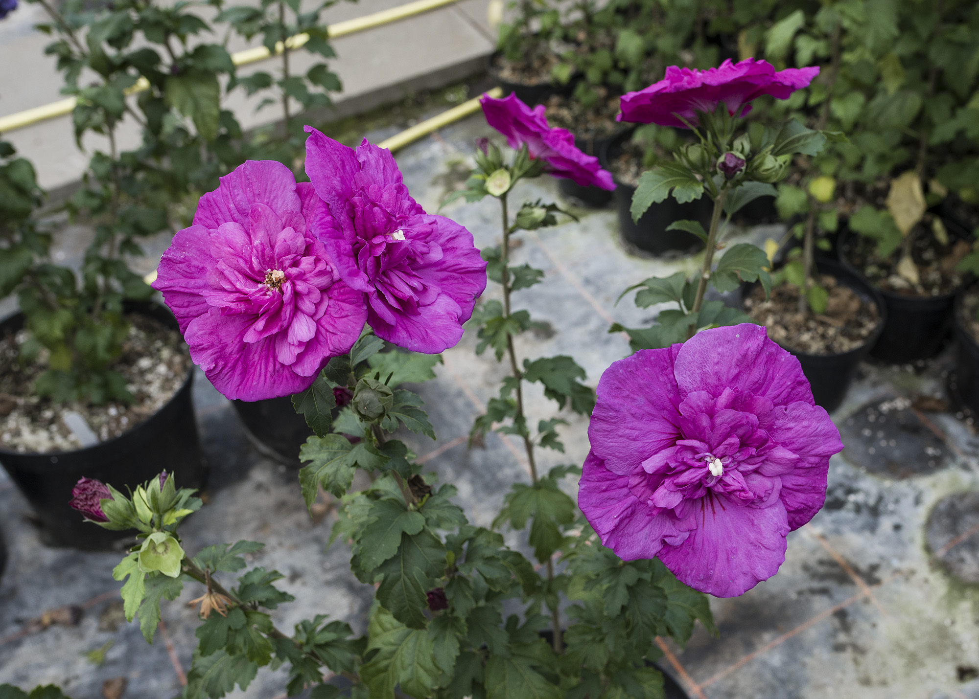 HIBISCUS syriacus ´Purple Chiffon´