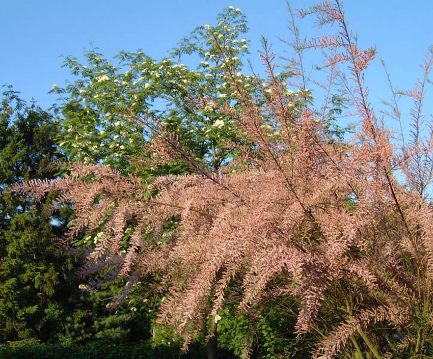 tamarix-parviflora TAMARIX parviflora (= tetrandra var. purpurea)