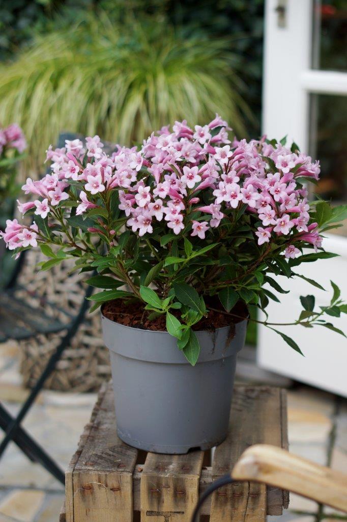 weigela-pink-poppet-01