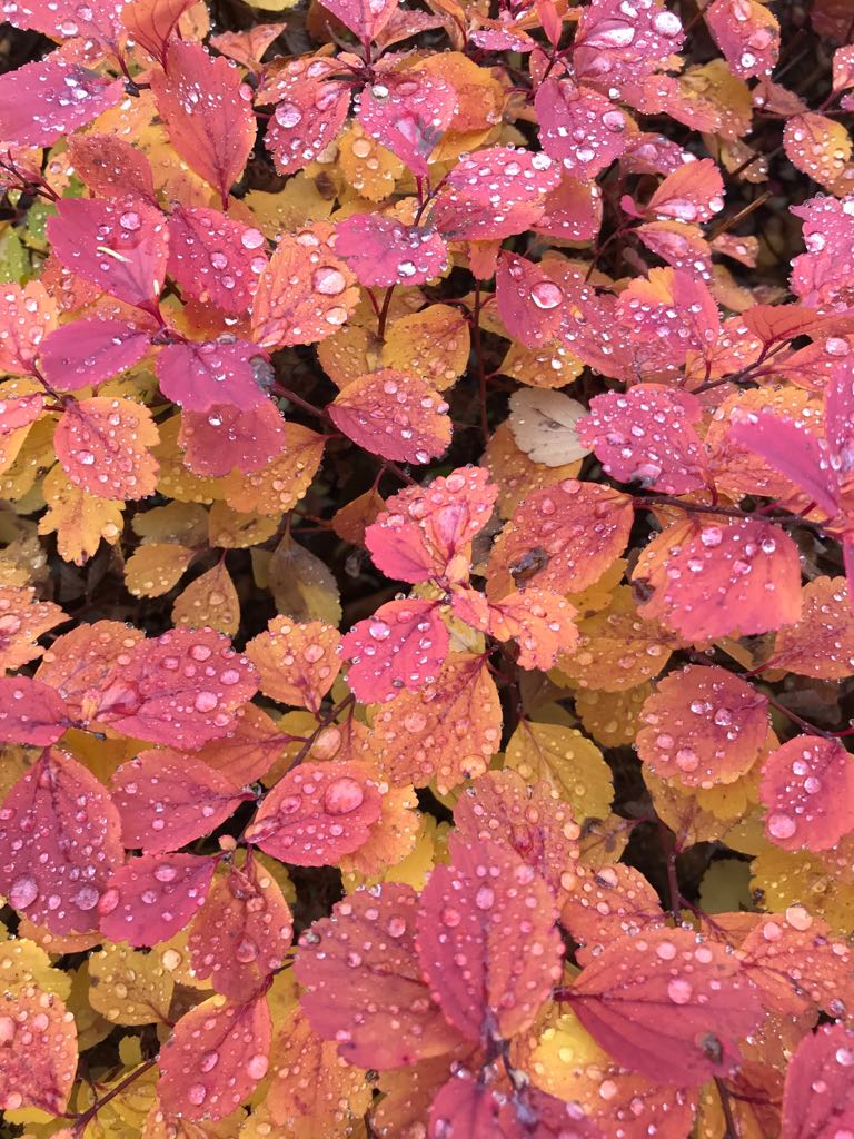 SPIRAEA-betulufolia-Tor