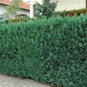 CHAMAECYPARIS lawsoniana ´Columnaris´ (= ´Columnaris Glauca´)