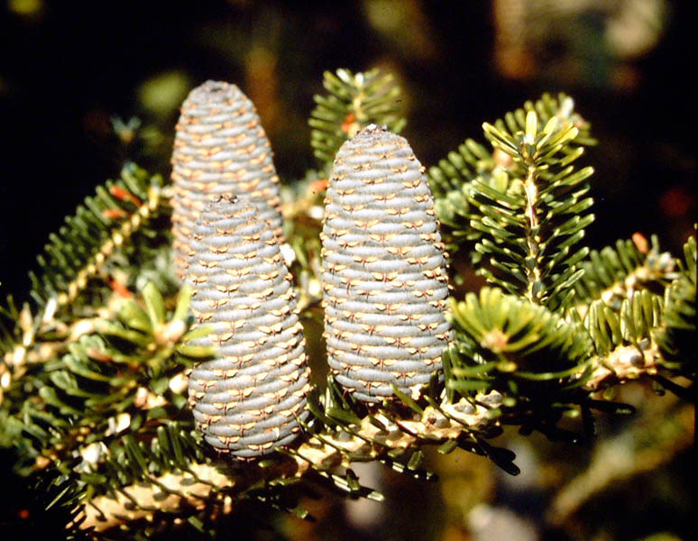 ABIES koreana