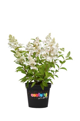 Hydrangea-paniculata-Confetti