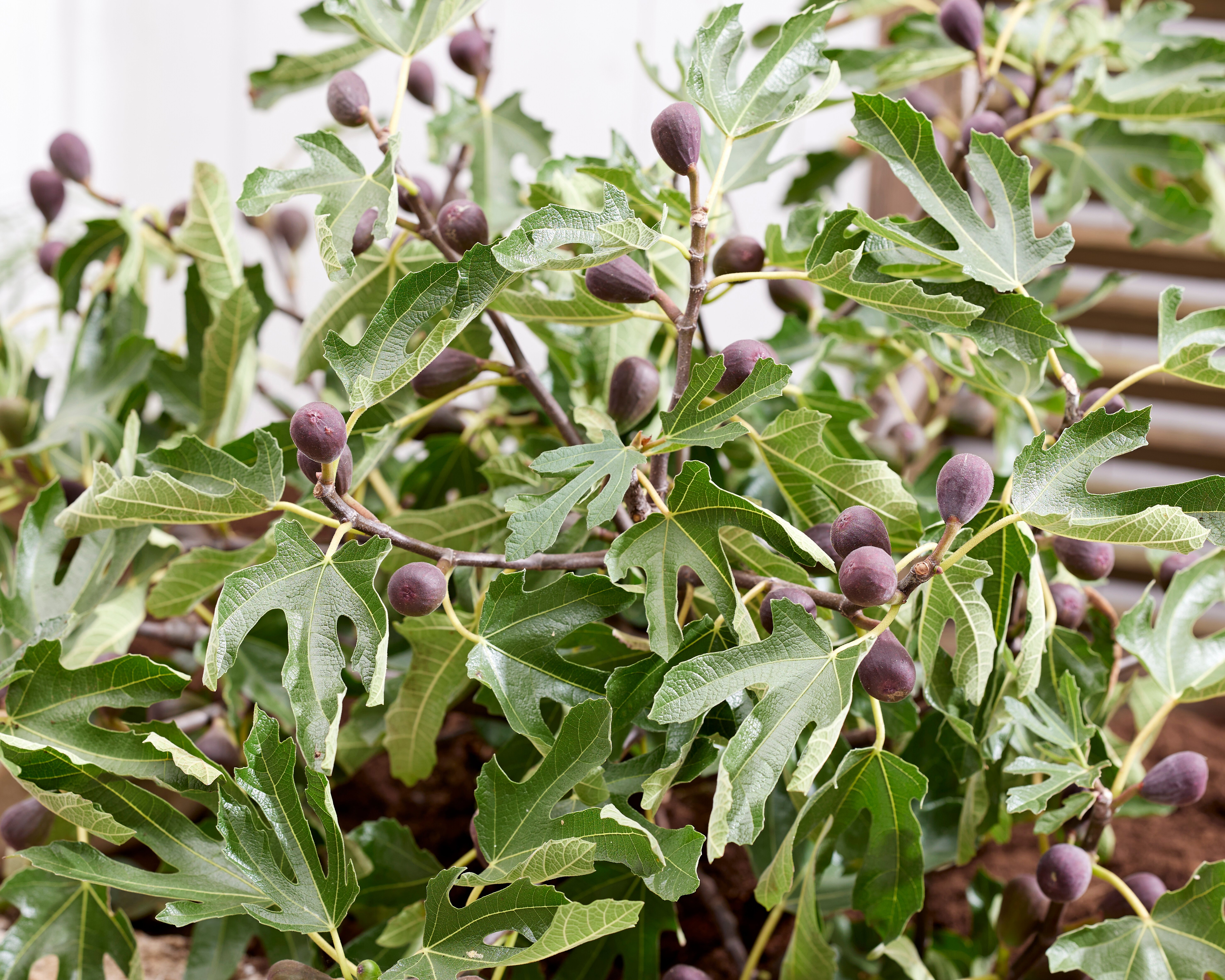 Ficus-Little-Miss-Figgy-6rx4pQISzRnX5P