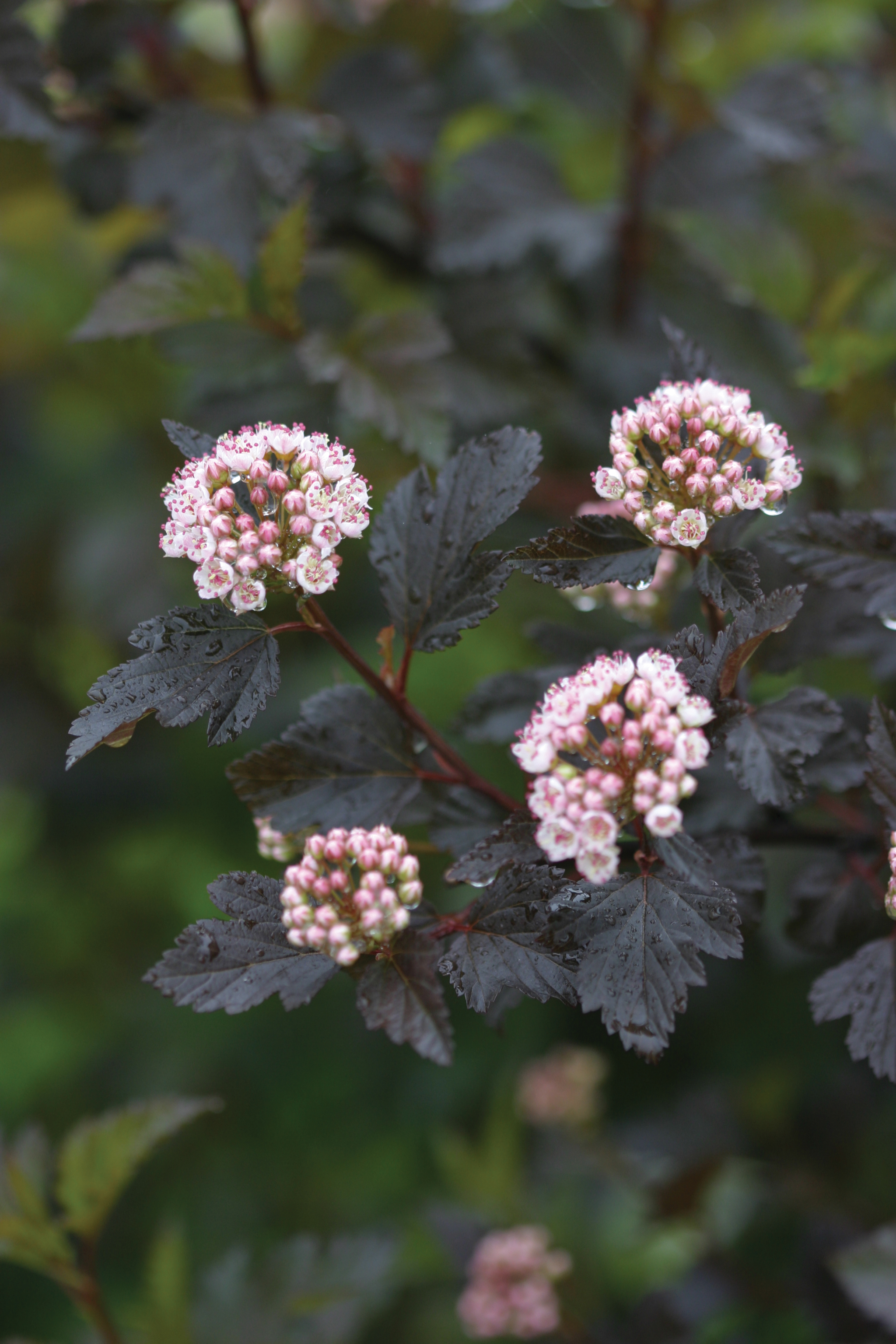 PHYSOCARPUS opulifolius ´Summer Wine´® (´Seward´)Ⓢ