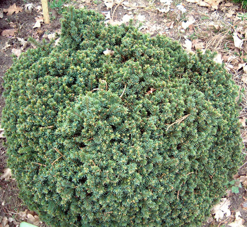 PICEA glauca ´Echiniformis´