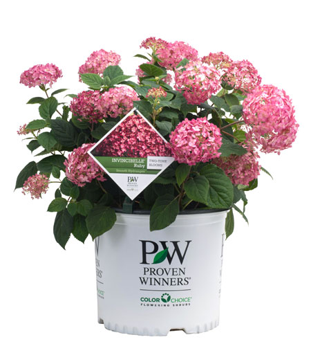 invincibelle_ruby_bc