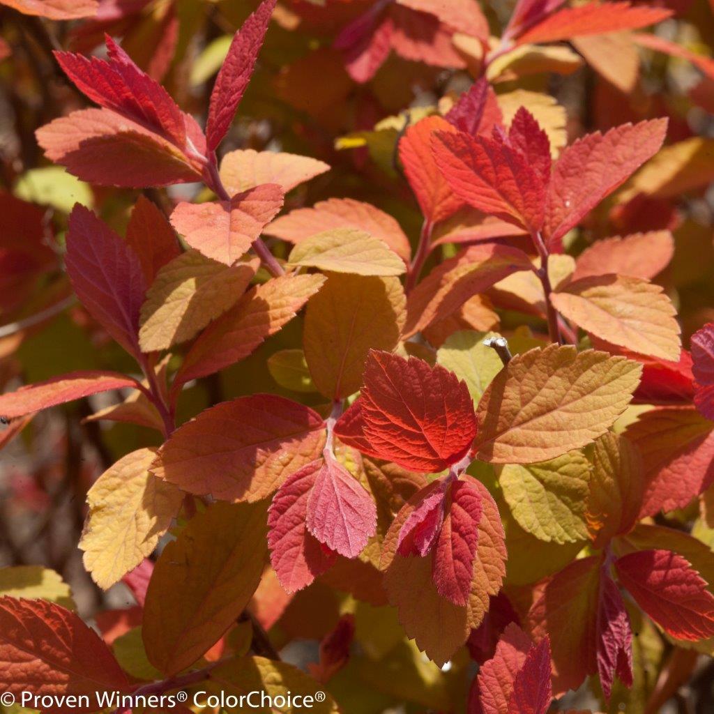 Spiraea-japonica-Double-Play-Big-Bang-6