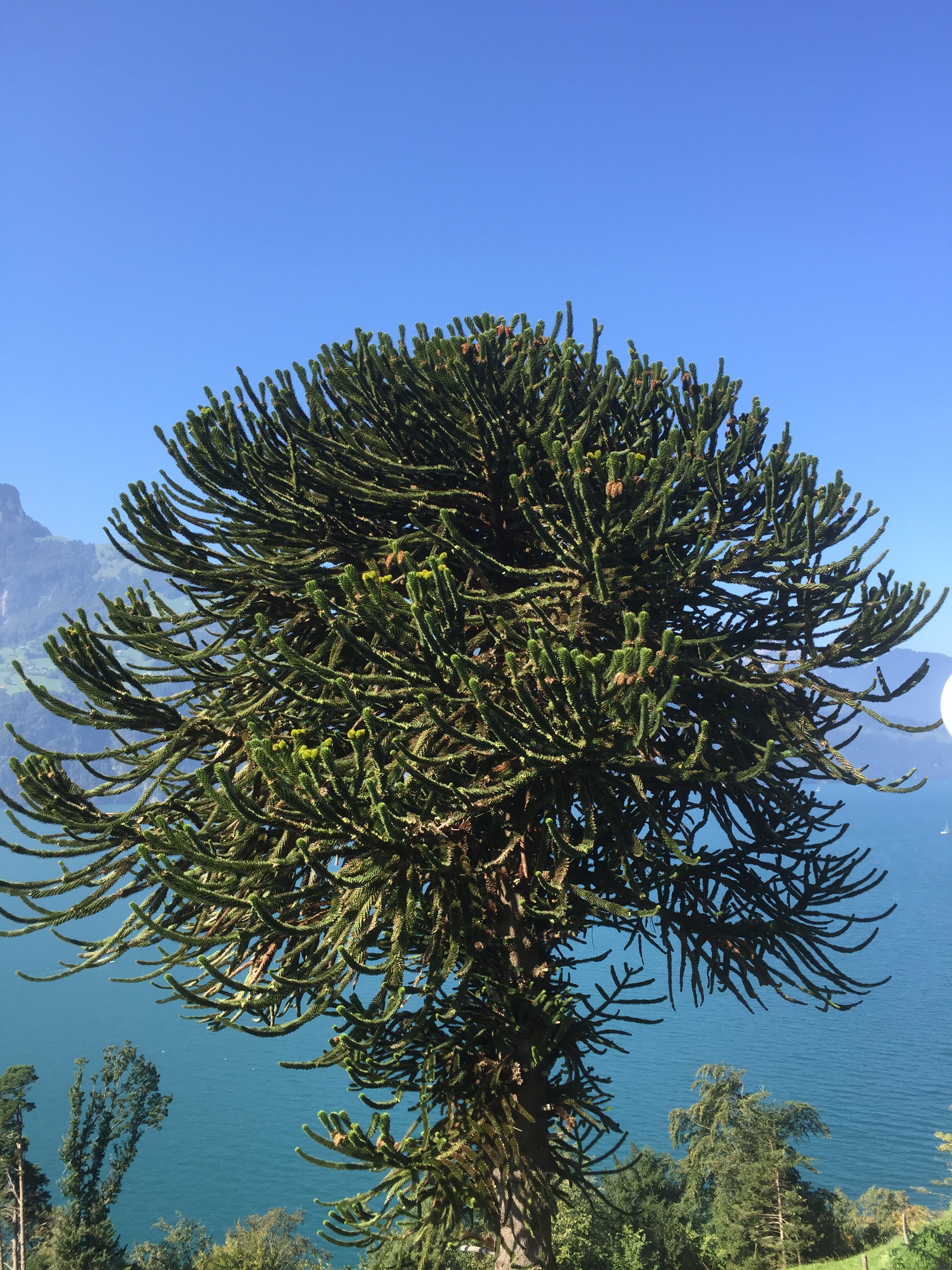 ARAUCARIA-araucana-39