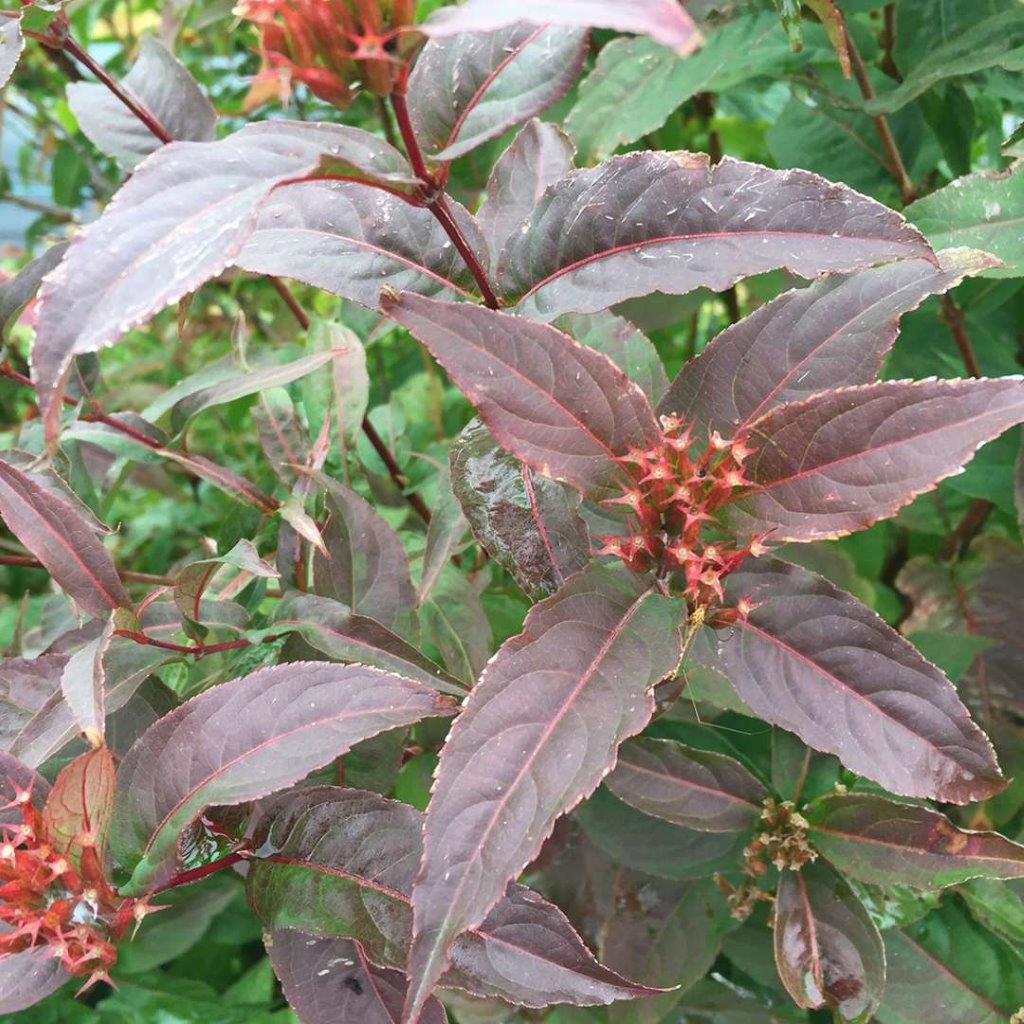 Diervilla-Kodiak-Red-7