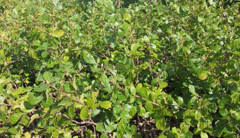 RHUS-aromatica-Grow-Low-11