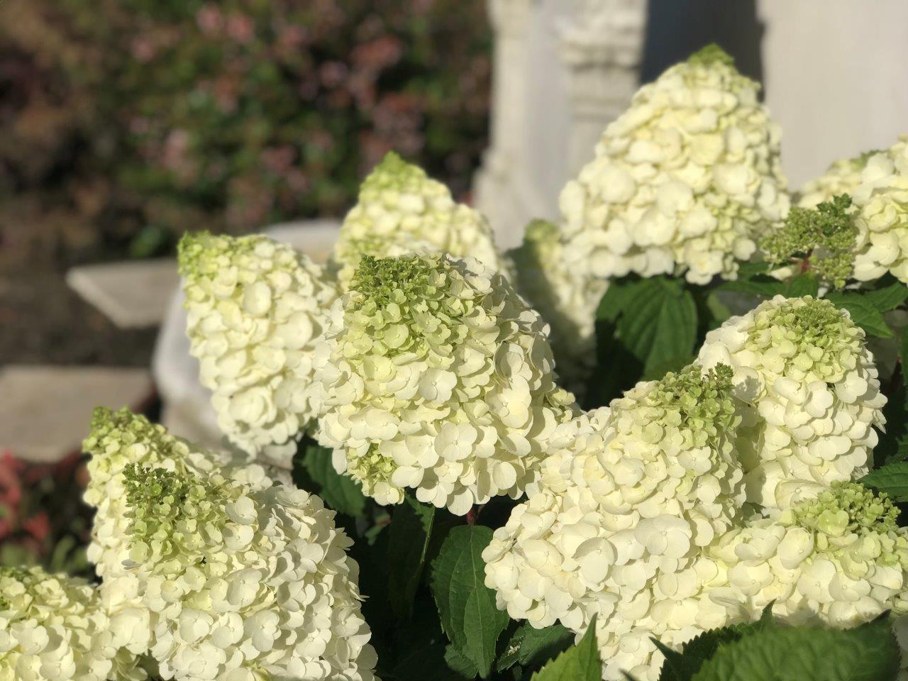 HYDRANGEA-paniculata-Magical-Mont-Blanc-27