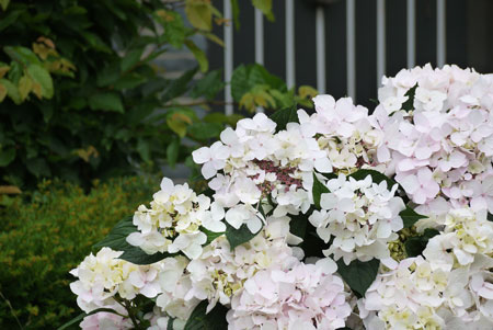 HYDRANGEA-x-CLOUDi-19