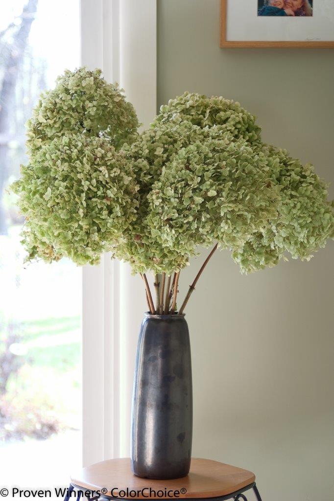 incrediball_hydrangea-2055